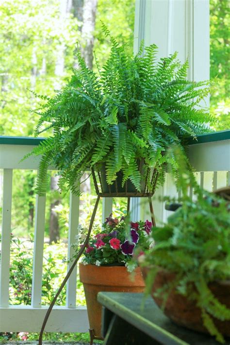 Fern Care: How to Keep Ferns Healthy and Green | Ferns care, Porch plants, Potted ferns