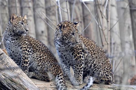 Grown-up Cubs Sri Lanka Leopard, Panthera Pardus Kotiya Stock Photo - Image of tropical, africa ...