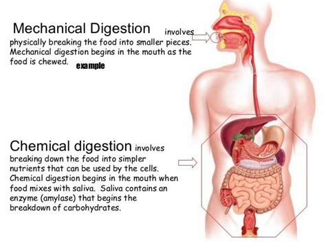 Chemical Changes During Food Digestion