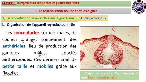 Unité.2_Chapitre.2_Partie.1-La Reproduction Sexuée Chez Les Algues_ Fucus Vésiculeux (T.C.S BIOF ...