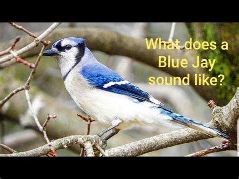 What does a Blue Jay Call Sound Like Up Close? - YouTube