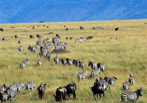 The Great Wildebeest Migration: Nature’s Epic Journey Across the ...