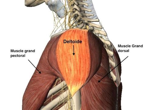 Anatomie de l'épaule : comment fonctionne l'épaule ? par l'Unité de chirurgie de l'épaule de la ...