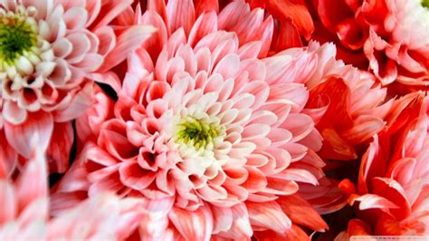 Chrysanthemum Wallpapers - Wallpaper Cave