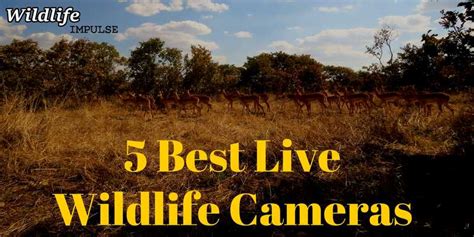 5 best live wildlife camera websites - Wildlife Impulse