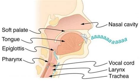 throat anatomy, anatomy of the throat and mouth, anatomy of the throat ...