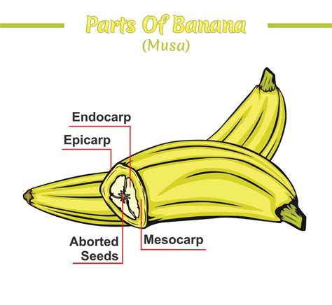 Banana structure diagram. Banana structure vector illustration. Banana ...