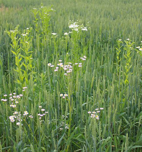 Annual Fleabane | Weed identification guide for Ontario crops | ontario.ca