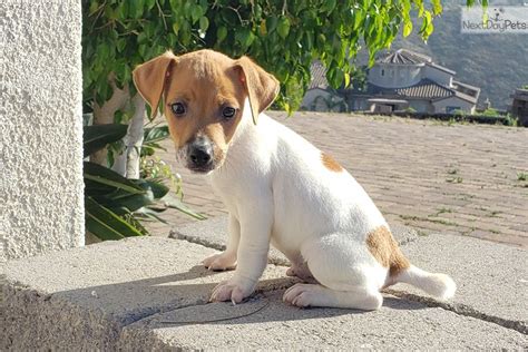 Jack Russell Terrier puppy for sale near San Diego, California. | 1e7feed2-6f81