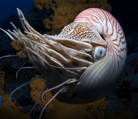 Underwater Curiosities: Nautilus « Creepy Animals