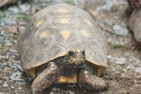 Tortoise, Turtle, Emydidae, Terrestrial Animal Picture. Image: 112842762