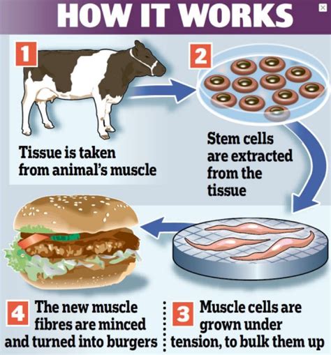 Meet ‘Schmeat’ the World’s First Lab-Grown Hamburger [Video] – Guardian Liberty Voice