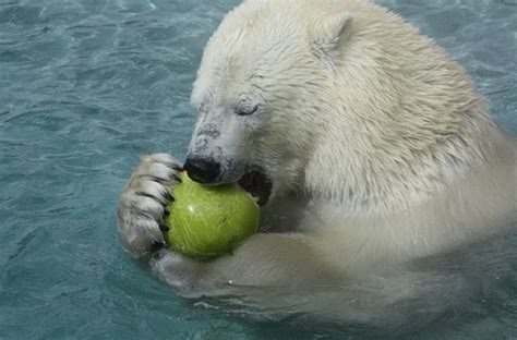 Polar Bear Eating Watermelons | Polar bear, Bear, Polar