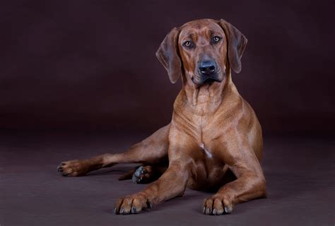 Rhodesian Ridgeback Growth Chart – Weight & Size By Age | PawLeaks