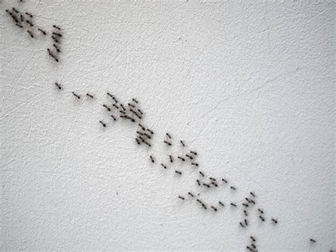 Can Ants Live in Walls? – Maggie's Farm Ltd