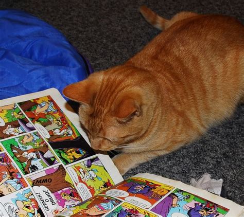 Top 10 Images of Cats Reading Books