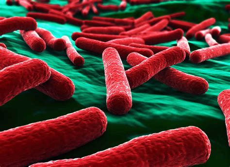 E coli infection transmission, symptoms, diagnosis & E coli infection treatment