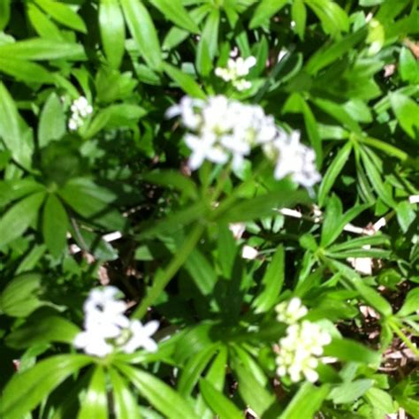 Sweet woodruff: fragrant ground cover for shady areas spreads well ...