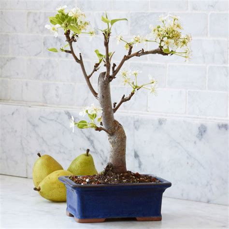 The 10 Most Popular Bonsai Fruit Trees - The Bonsai Master