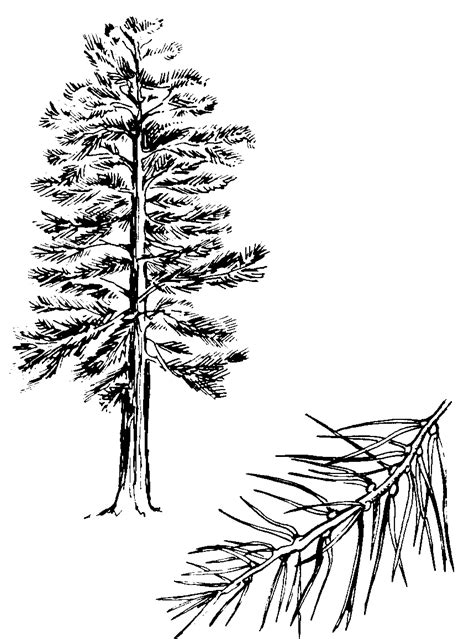 Pine Tree Outline - Cliparts.co