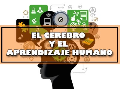 EL CEREBRO Y EL APRENDIZAJE HUMANO. - Docentes 2.0