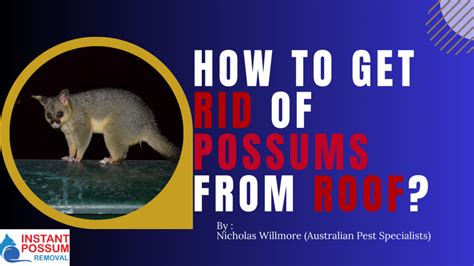 What Does Possum Poop Look Like - Instant Possum Removal