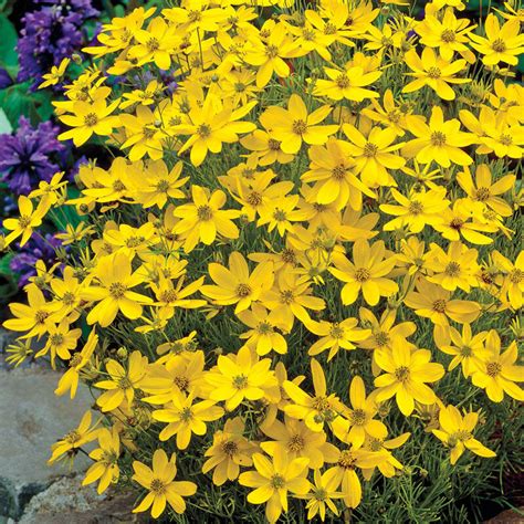 Zagreb Coreopsis | Brecks Premium Bulbs