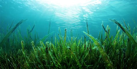 Seaweed harvesting and its impact on the environment to go under the microscope next week ...