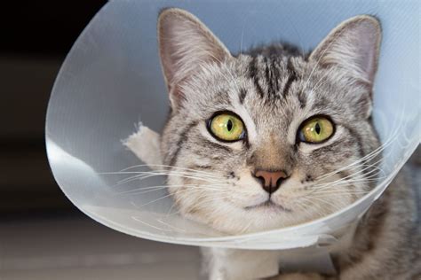 Cat Spaying Aftercare: What to Do After the Surgery | Daily Paws