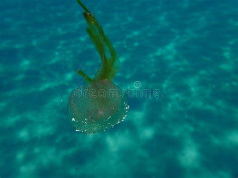 Mauve Stinger or Night-light Jellyfish, Purplestripped Jelly, Purple Jellyfish (Pelagia ...