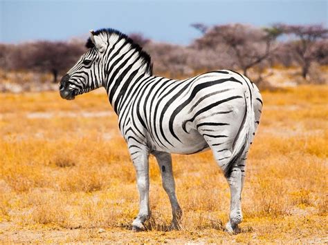 Zebra standing in the middle of dry african grassland, Etosha National Park, Namibia, Africa ...