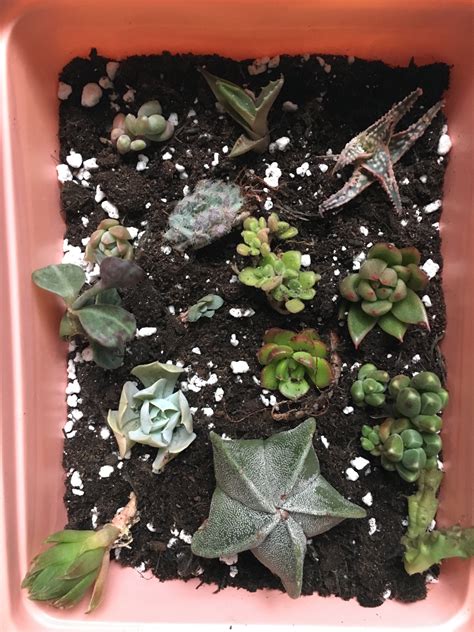 Succulent propagation update – HOUSE PLANT HOUSE