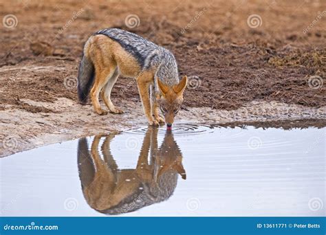 Jackal Drinking stock image. Image of reflection, jackal - 13611771