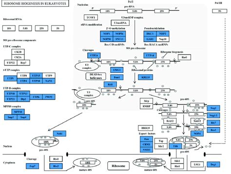 Differentially expressed genes predicted to be involved in the ribosome ...