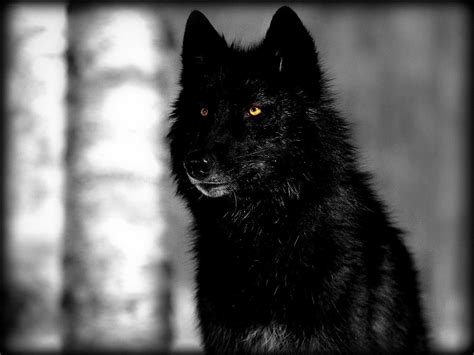 Black Wolf Red Eyes Anime