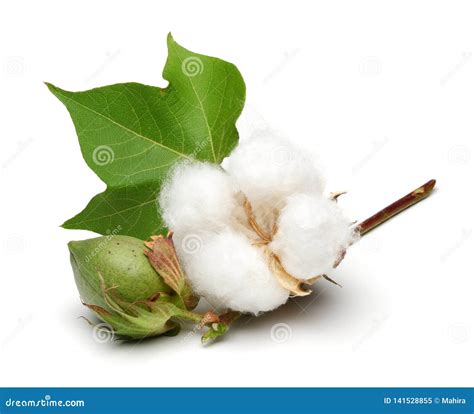 39,557 Cotton Plant Stock Photos - Free & Royalty-Free Stock Photos ...