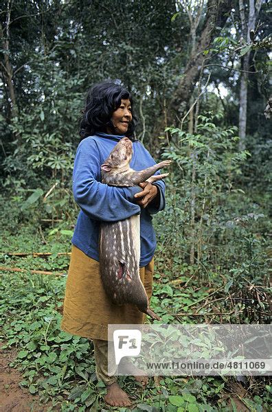 Ache woman, with hand-hunted Paca Agouti paca , Mbaracayu Forest Reserve, Eastern Paraguay ...