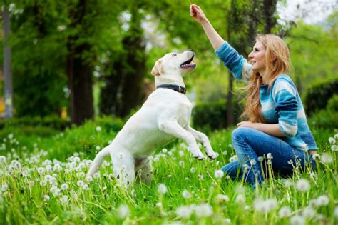 Jouer avec son chien, pour quoi faire