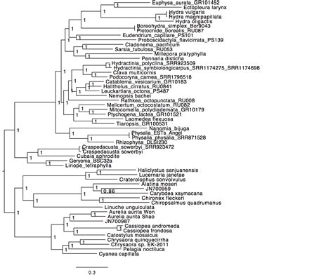 Phylogenetic analysis of higher-level relationships within Hydroidolina (Cnidaria: Hydrozoa ...