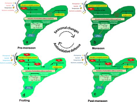 The schematic model of D. hirsuta displays changes in ecological... | Download Scientific Diagram