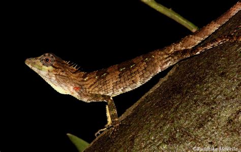 Lanka Nature Summary: Whistling lizard (Calotes liolepis)