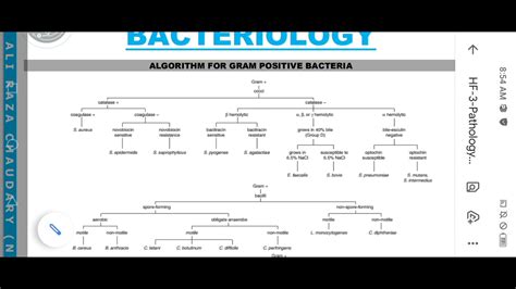 Gram Positive Organisms Chart