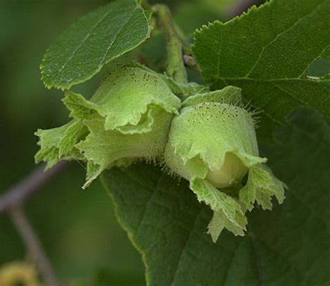 Hazelnut Tree Pictures, Information on the Hazelnut Tree Species