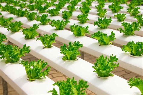 How To Build Hydroponic System & Garden | Rural Living Today