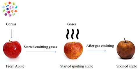 Frontiers | An Artificial Intelligence Approach Toward Food Spoilage ...