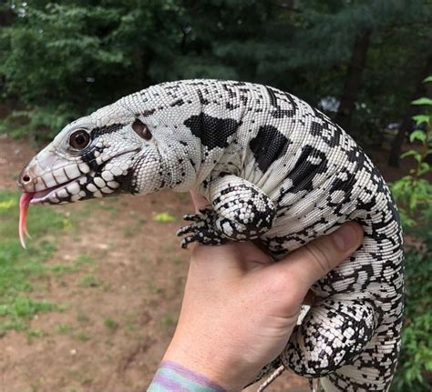 Blue #Tegu, #blue #reptilesandAmphibians #Tegu | Reptiles, Cute ...