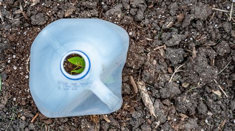 The Milk Jug Hack That'll Help With Transplanting Your Garden