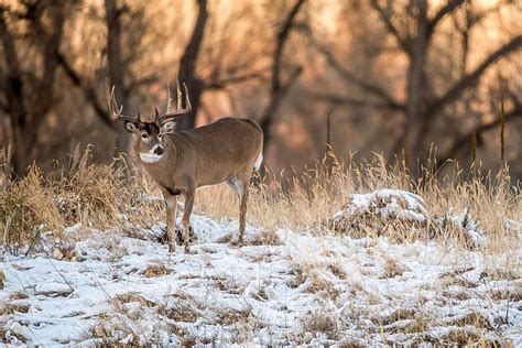 Final Moments of Deer Season: How to Make the Most of It - Wide Open Spaces