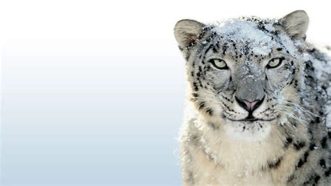 Mac Os Snow Leopard Wallpapers - Wallpaper Cave