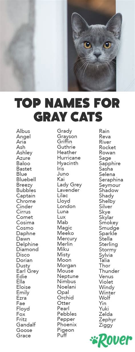 34 Most Popular Grey Cat Names for Your Silver, Blue, or Lilac Kitty | Grey cat names, Girl cat ...